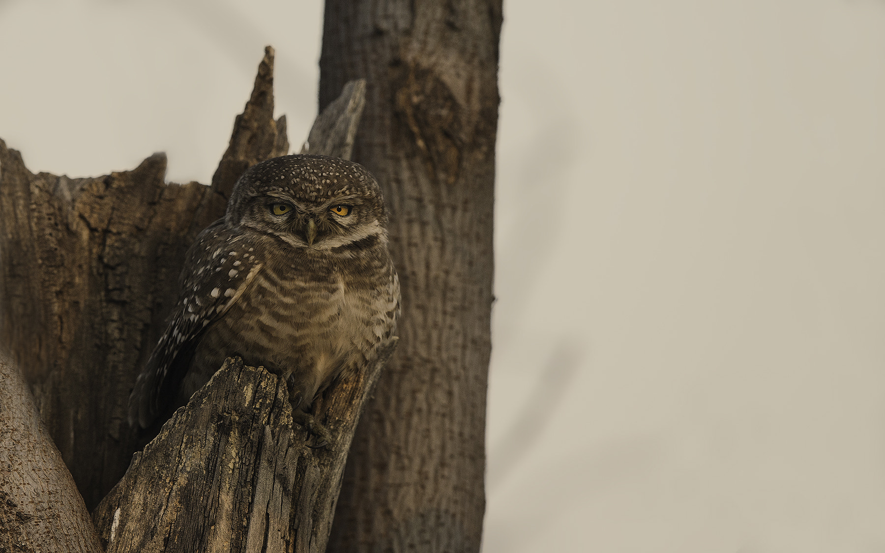 Canon EF 600mm F4L IS II USM sample photo. Late afternoon photography