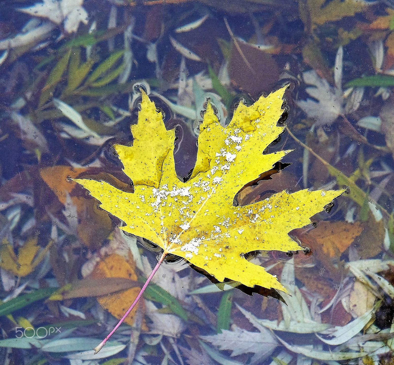 Panasonic DMC-LZ7 sample photo. Yellow leaf. photography