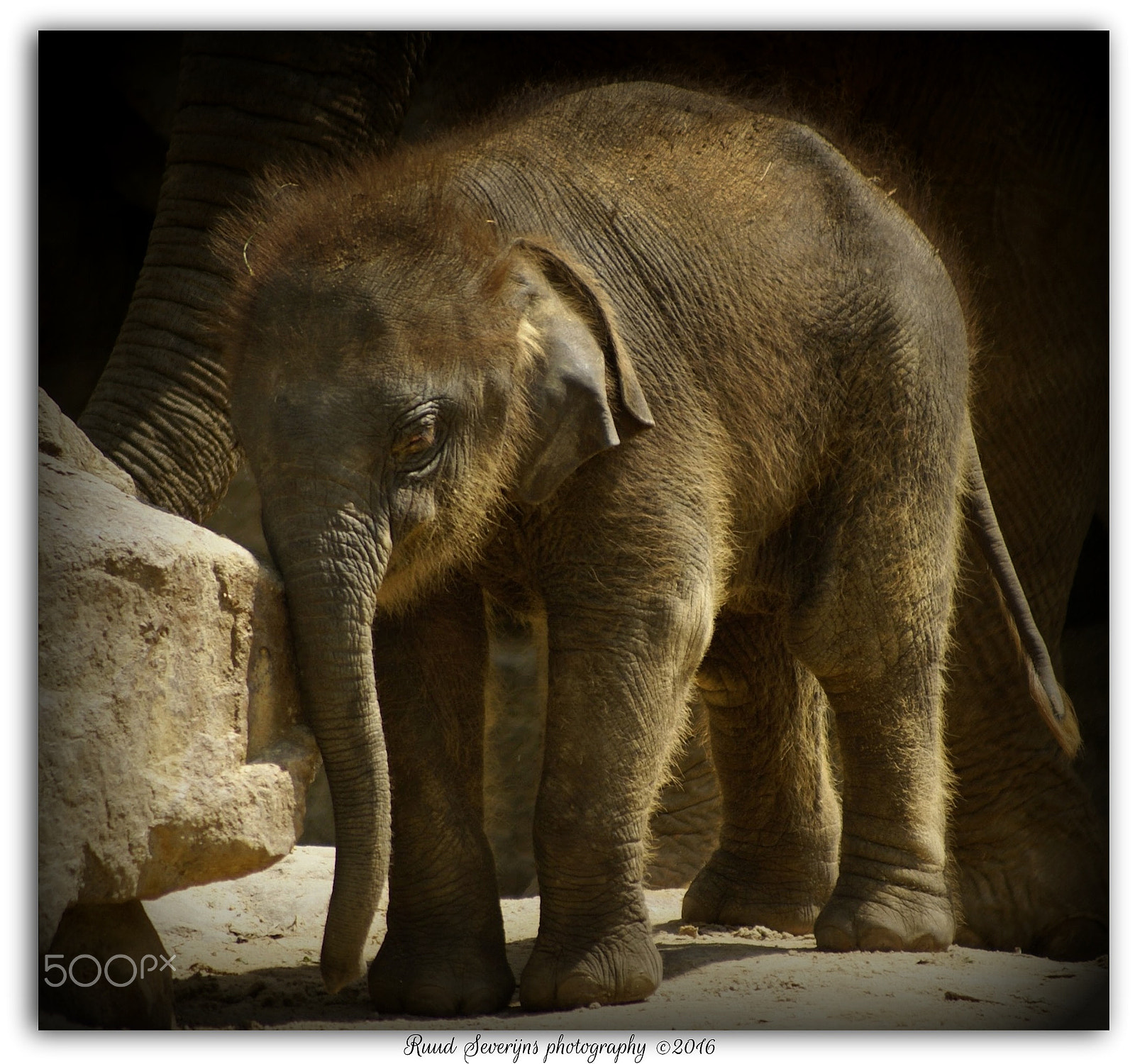 Minolta AF 70-210mm F3.5-4.5 sample photo. Young elephant in zoo photography
