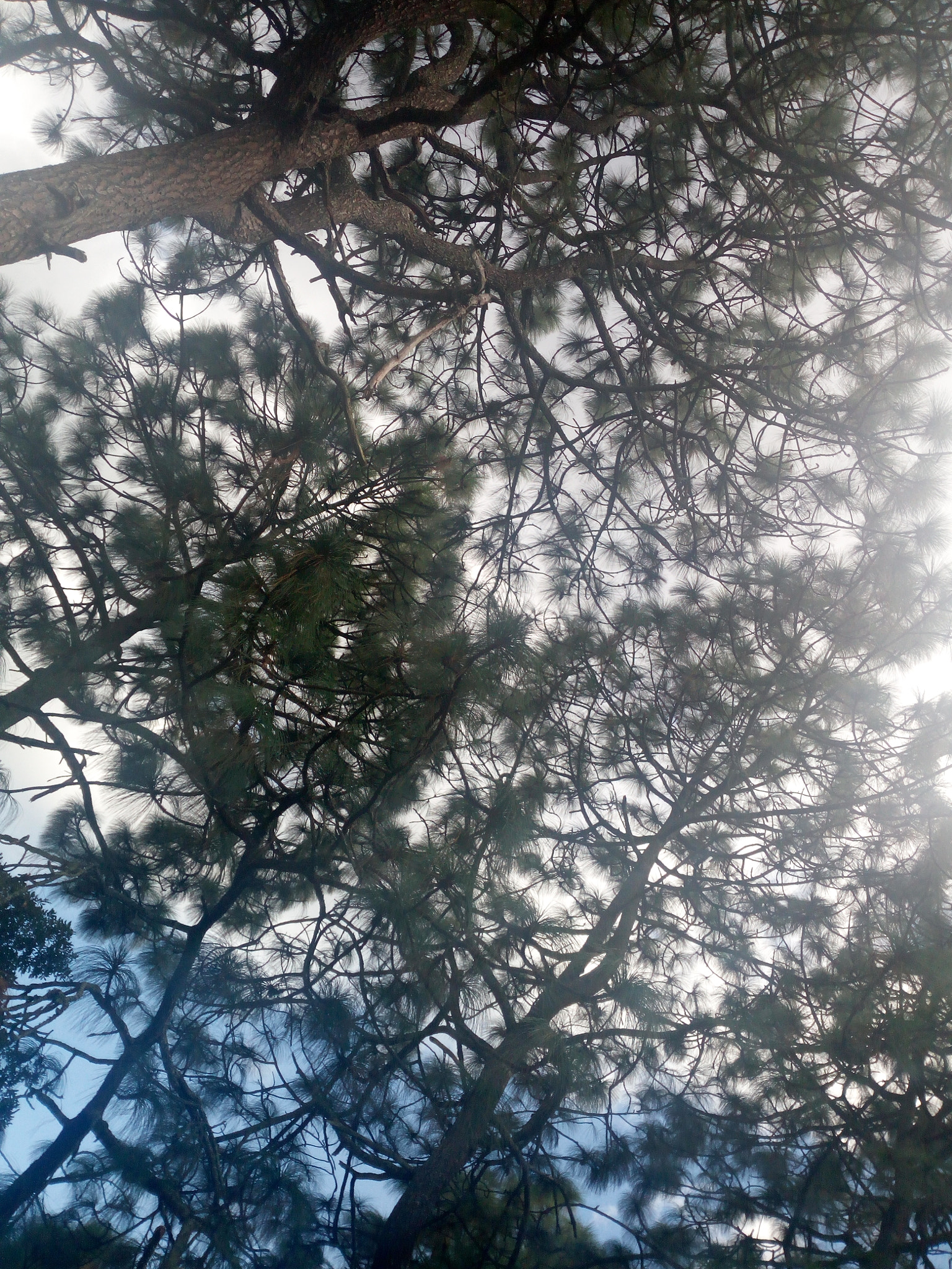 HUAWEI GR3 sample photo. Freedom photography