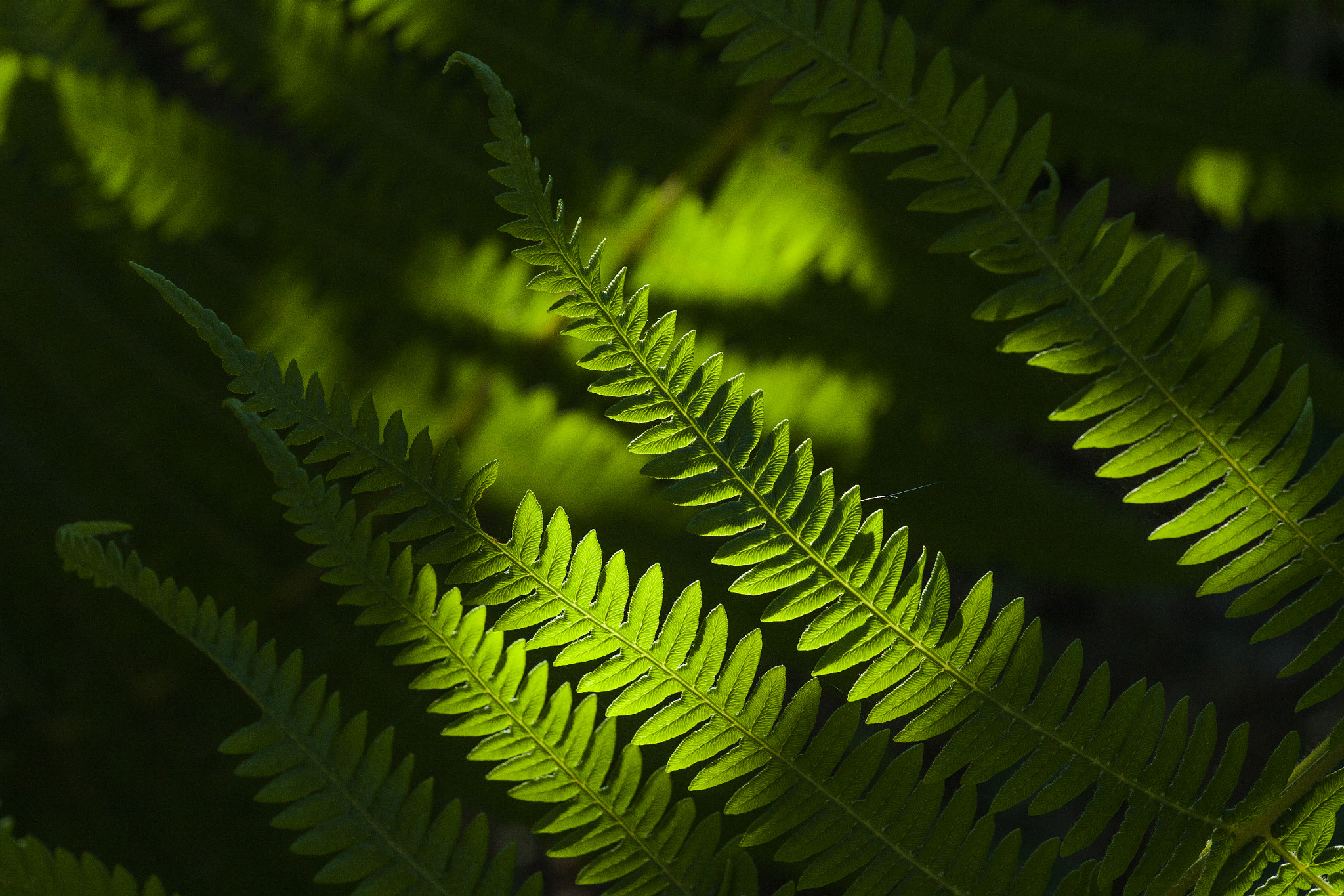Canon EOS 50D + Canon EF 70-200mm F4L USM sample photo. Green photography