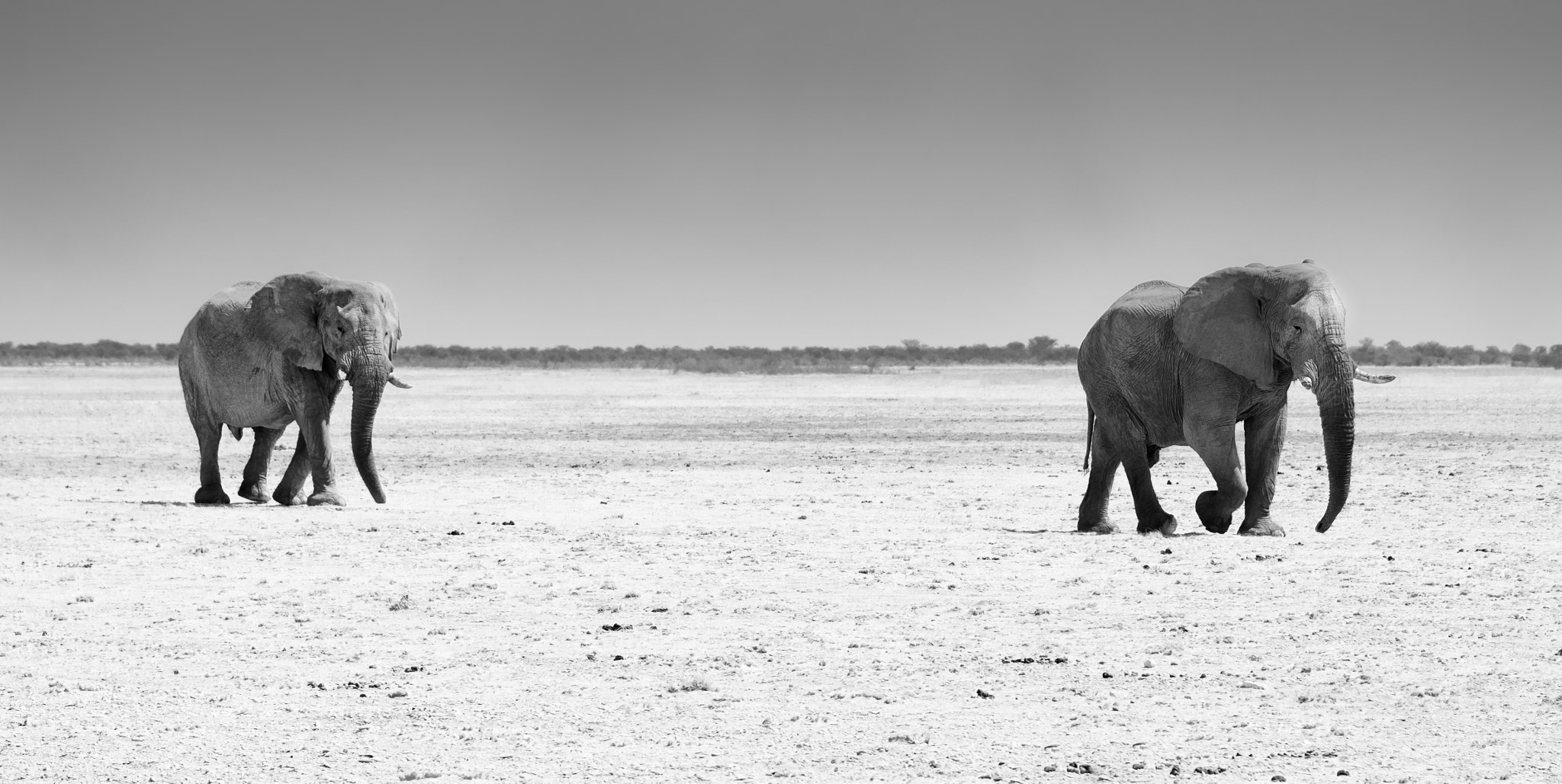 Fujifilm X-T1 + Fujifilm XC 50-230mm F4.5-6.7 OIS sample photo. Crossing elephants photography