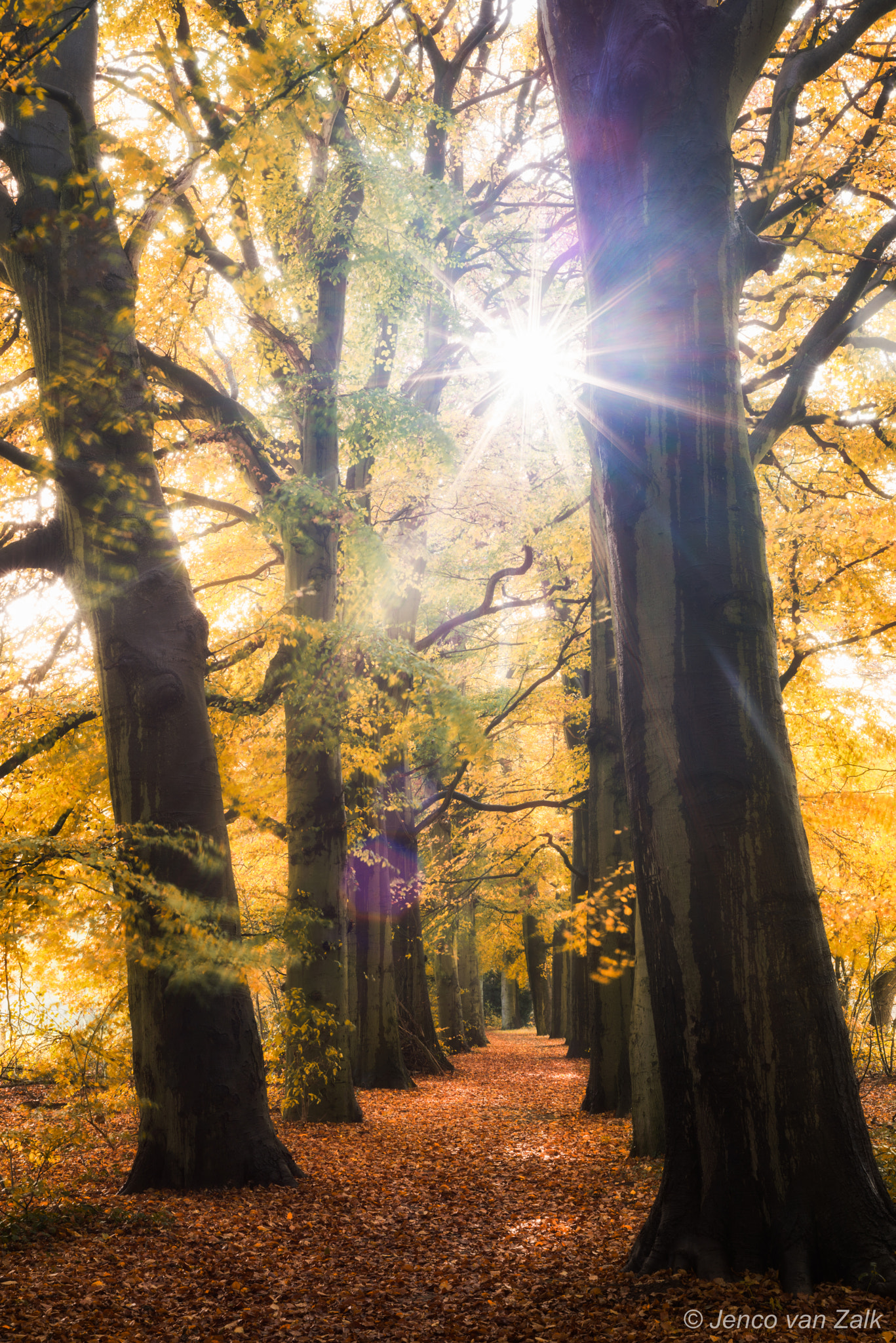 Nikon D800E + AF Nikkor 50mm f/1.8 sample photo. Sunlight in the autumn forest photography
