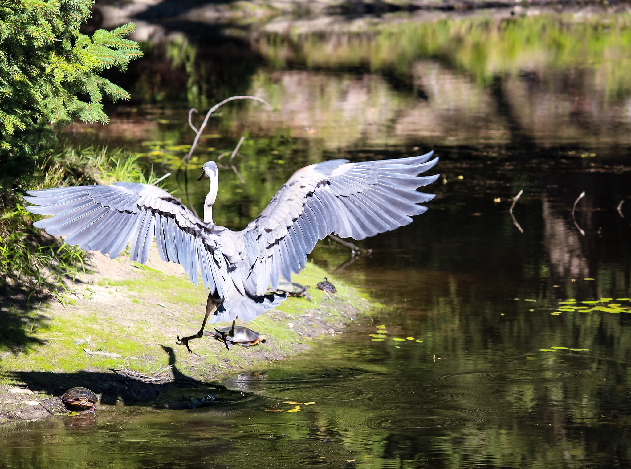 Canon EF-S 55-250mm F4-5.6 IS II sample photo. Heron & turtles photography