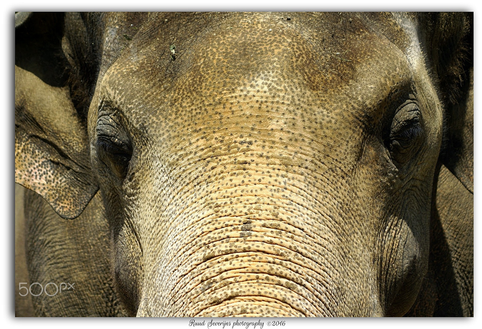 Sony Alpha DSLR-A100 sample photo. Close up elephant in zoo photography