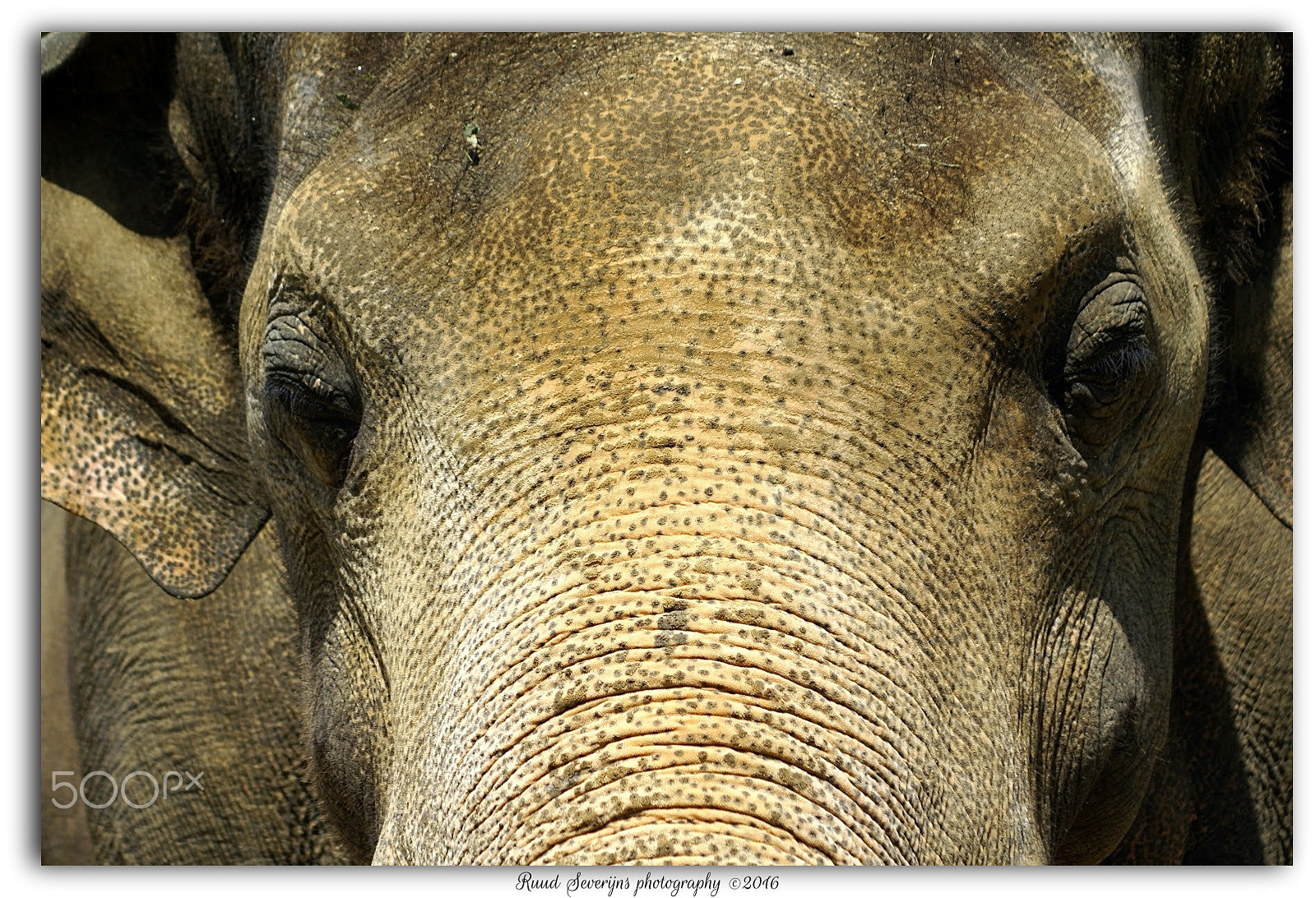 Minolta AF 70-210mm F3.5-4.5 sample photo. Close up elephant in zoo photography