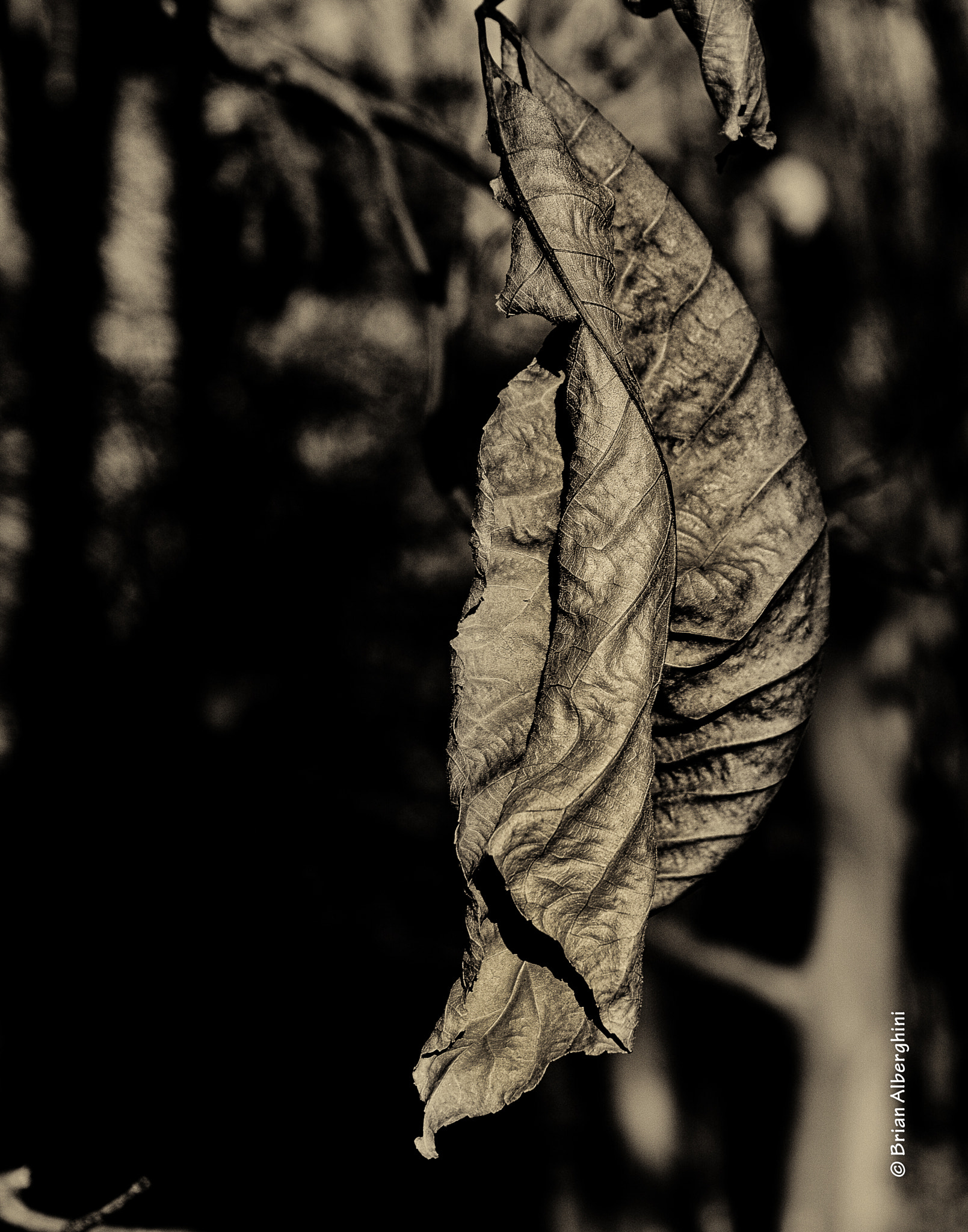 Nikon D7100 sample photo. Leaf, hickory photography