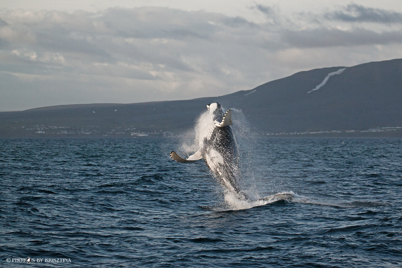 Canon EOS 500D (EOS Rebel T1i / EOS Kiss X3) sample photo. Happy whale :-) photography