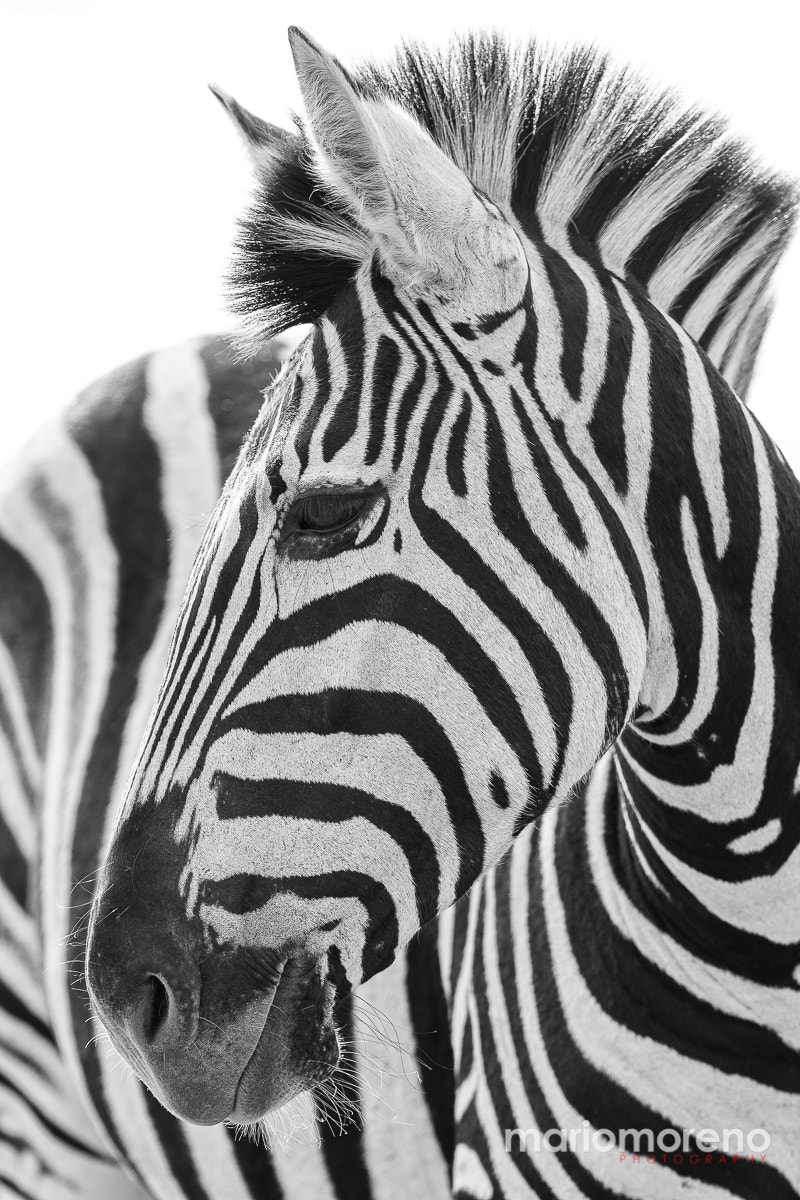 Canon EOS-1D X + Canon EF 200-400mm F4L IS USM Extender 1.4x sample photo. Stripes of kruger photography