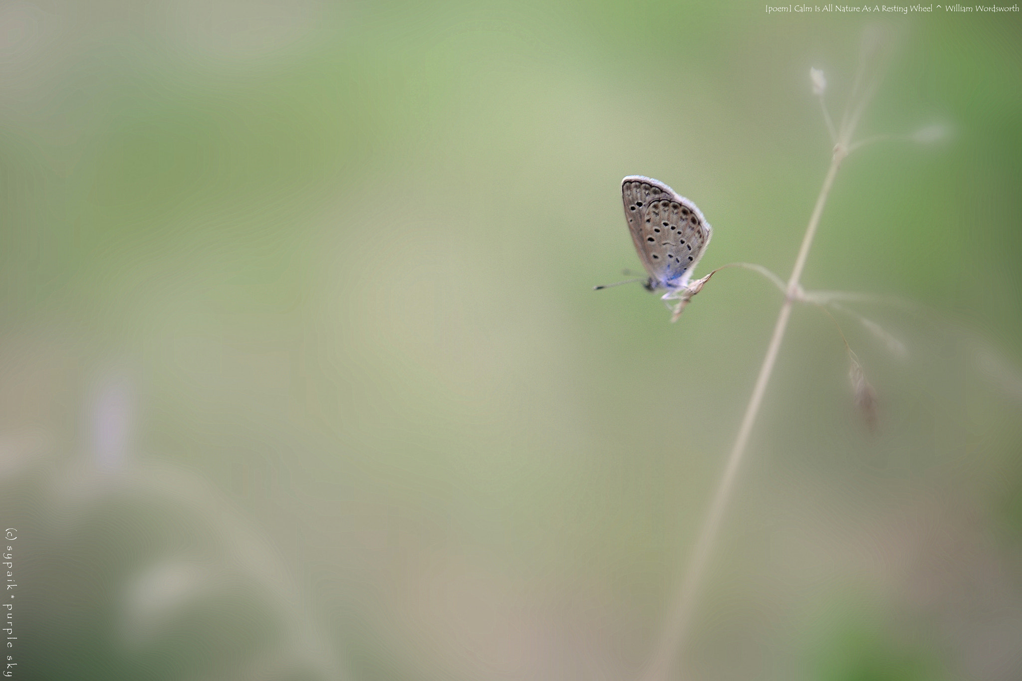 Nikon D700 + Nikon AF-S Micro-Nikkor 60mm F2.8G ED sample photo. Calm is all nature as a resting wheel ii photography