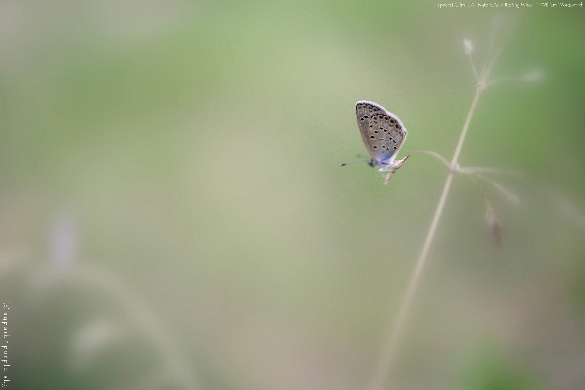 Nikon AF-S Micro-Nikkor 60mm F2.8G ED sample photo. Calm is all nature as a resting wheel ii photography