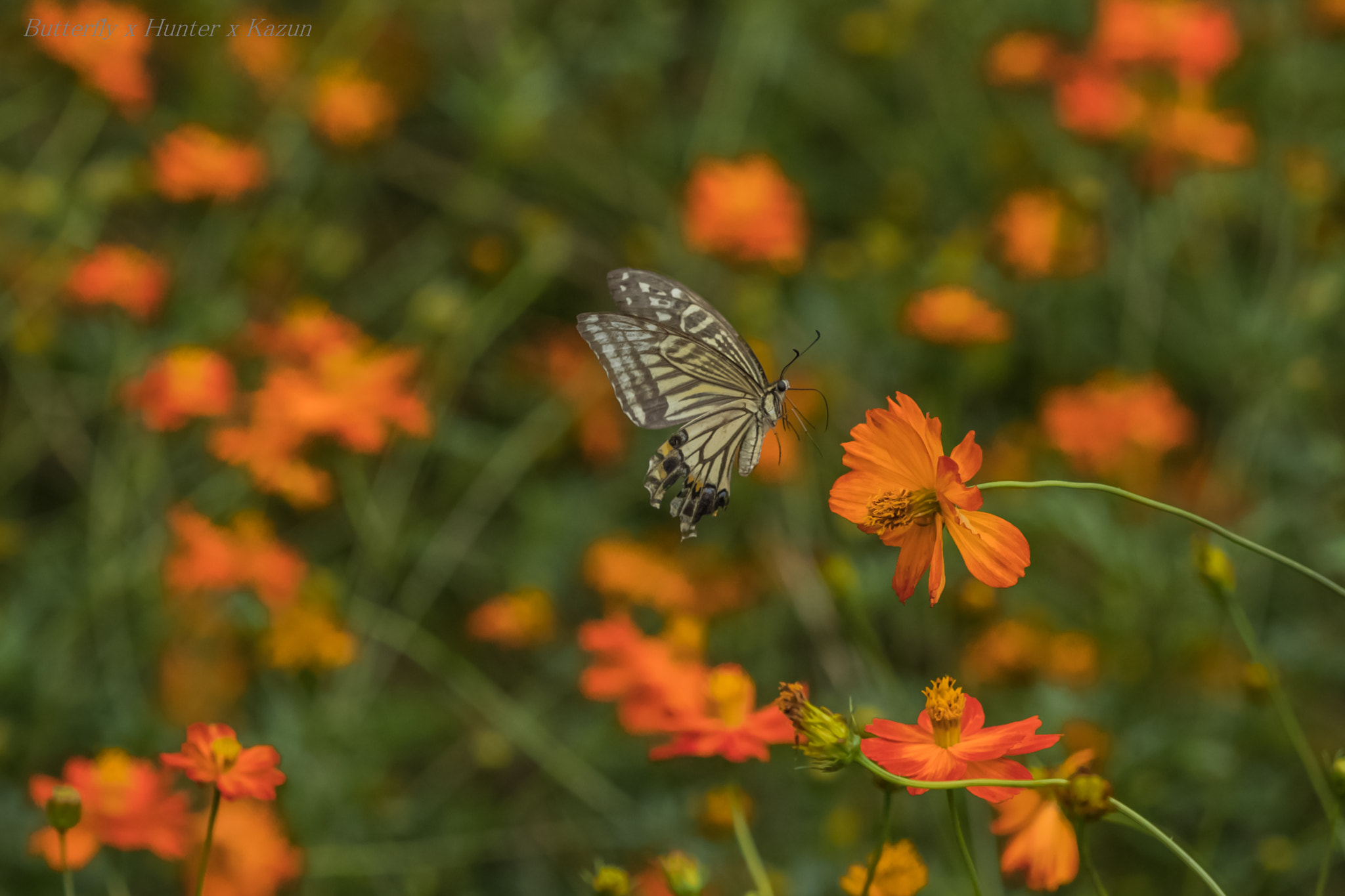 Canon EF 180mm F3.5L Macro USM sample photo. Landing photography