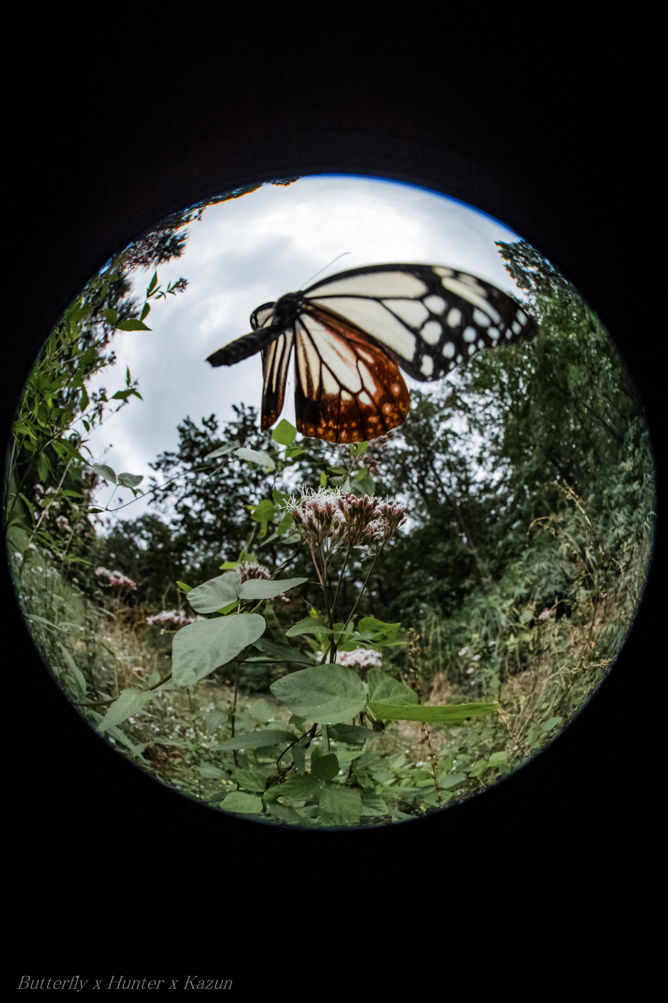 Canon EF 8-15mm F4L Fisheye USM sample photo. Into love world photography