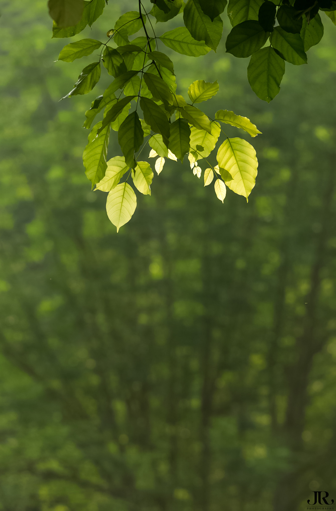 Sigma 150-500mm F5-6.3 DG OS HSM sample photo. "art of nature" photography