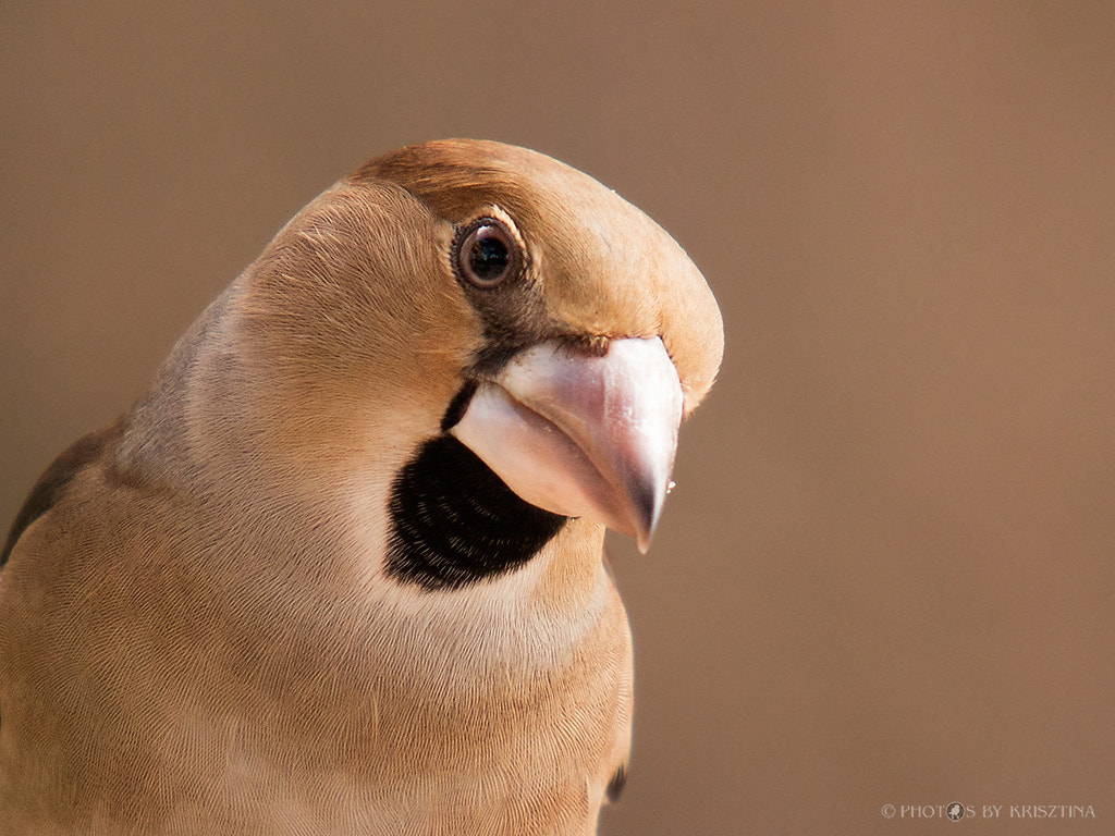 Canon EOS 70D + Sigma 50-500mm f/4-6.3 APO HSM EX sample photo. Hawfinch portrait photography