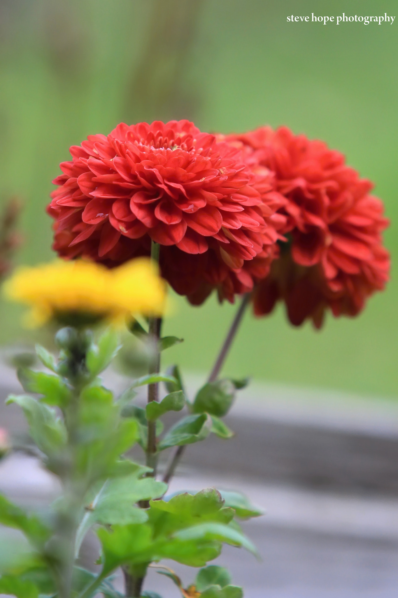 Canon EF 70-200mm F2.8L USM sample photo. Lincolnshire garden photography