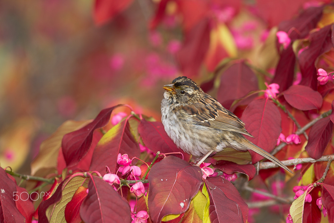 Canon EOS-1D Mark IV sample photo. Sparrow in the pink. photography