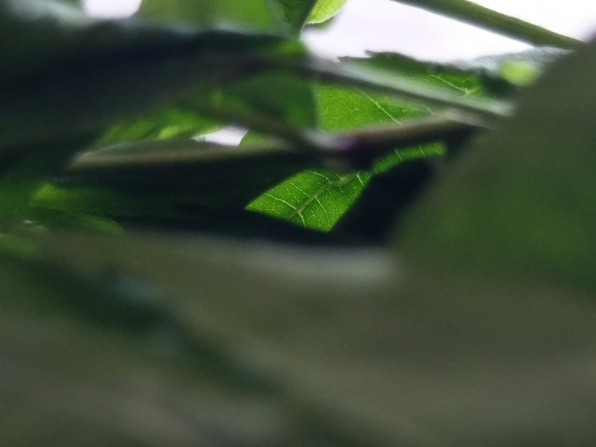 HTC M10 sample photo. Looking through the forest photography