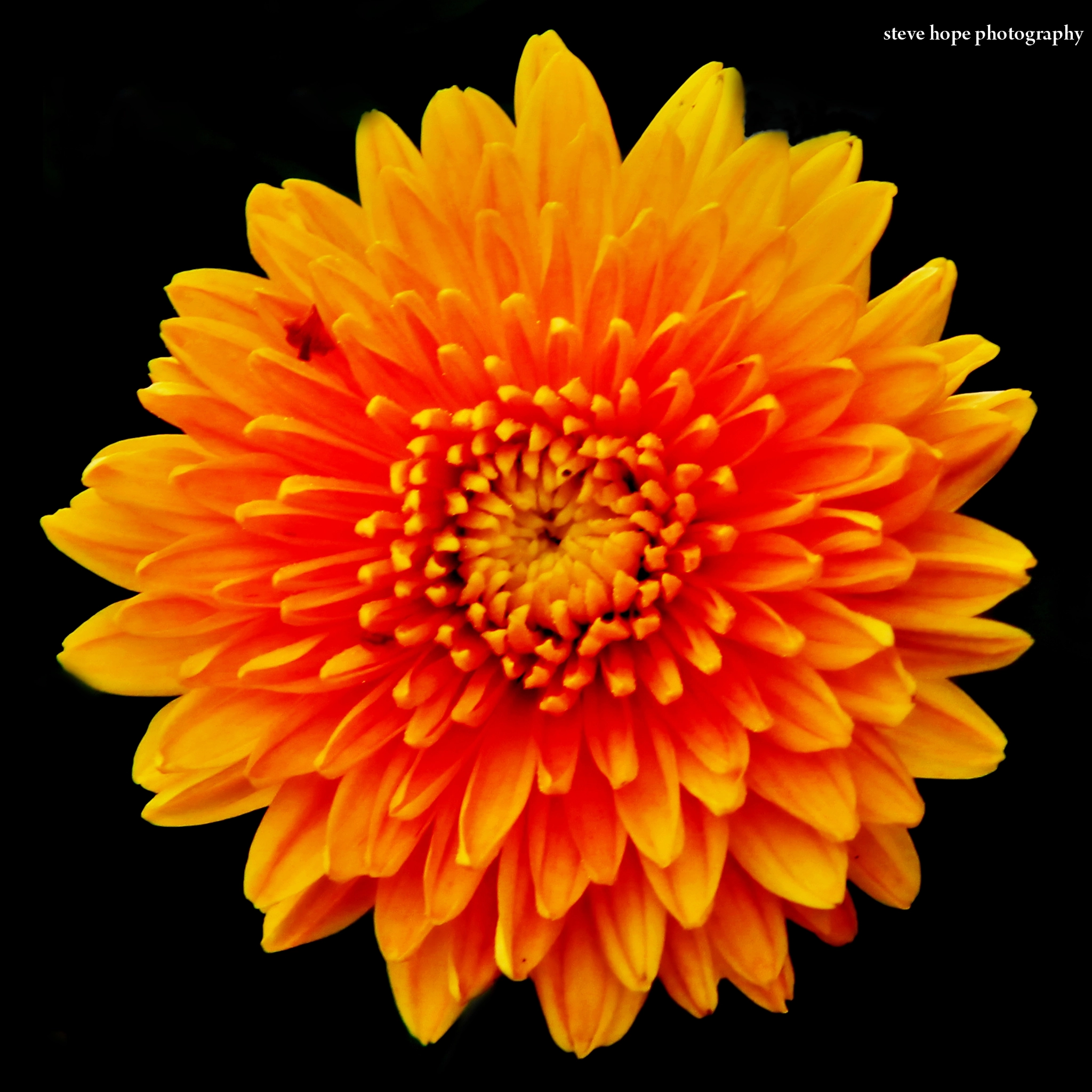 Canon EF 70-200mm F2.8L USM sample photo. Lincolnshire garden photography