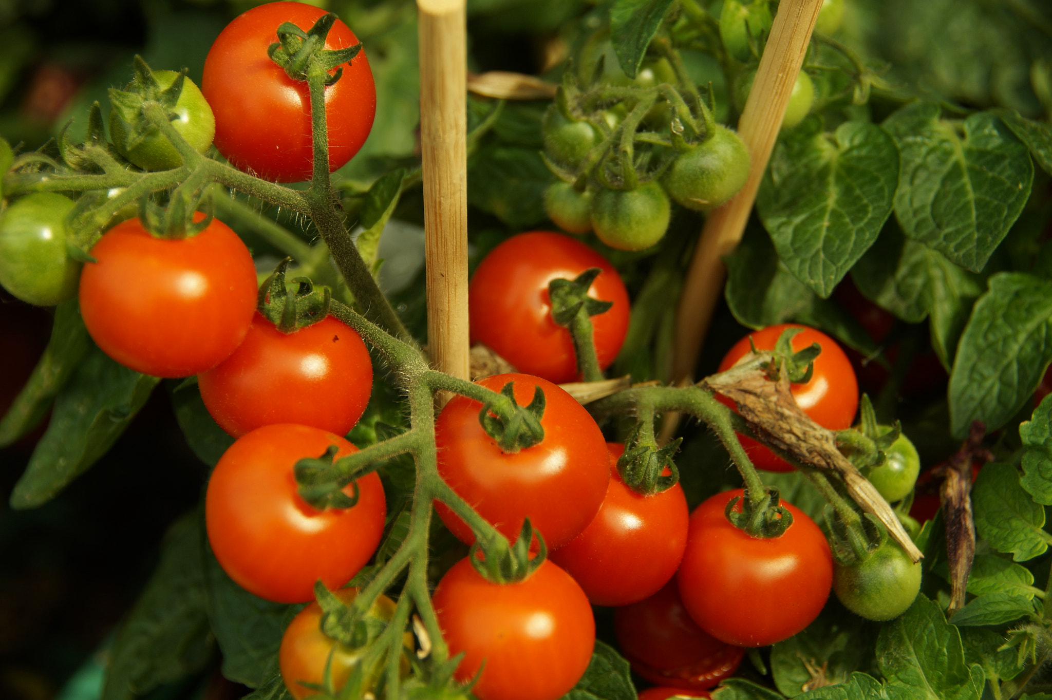 Tamron Lens (255) sample photo. Yummie, red and delicious photography
