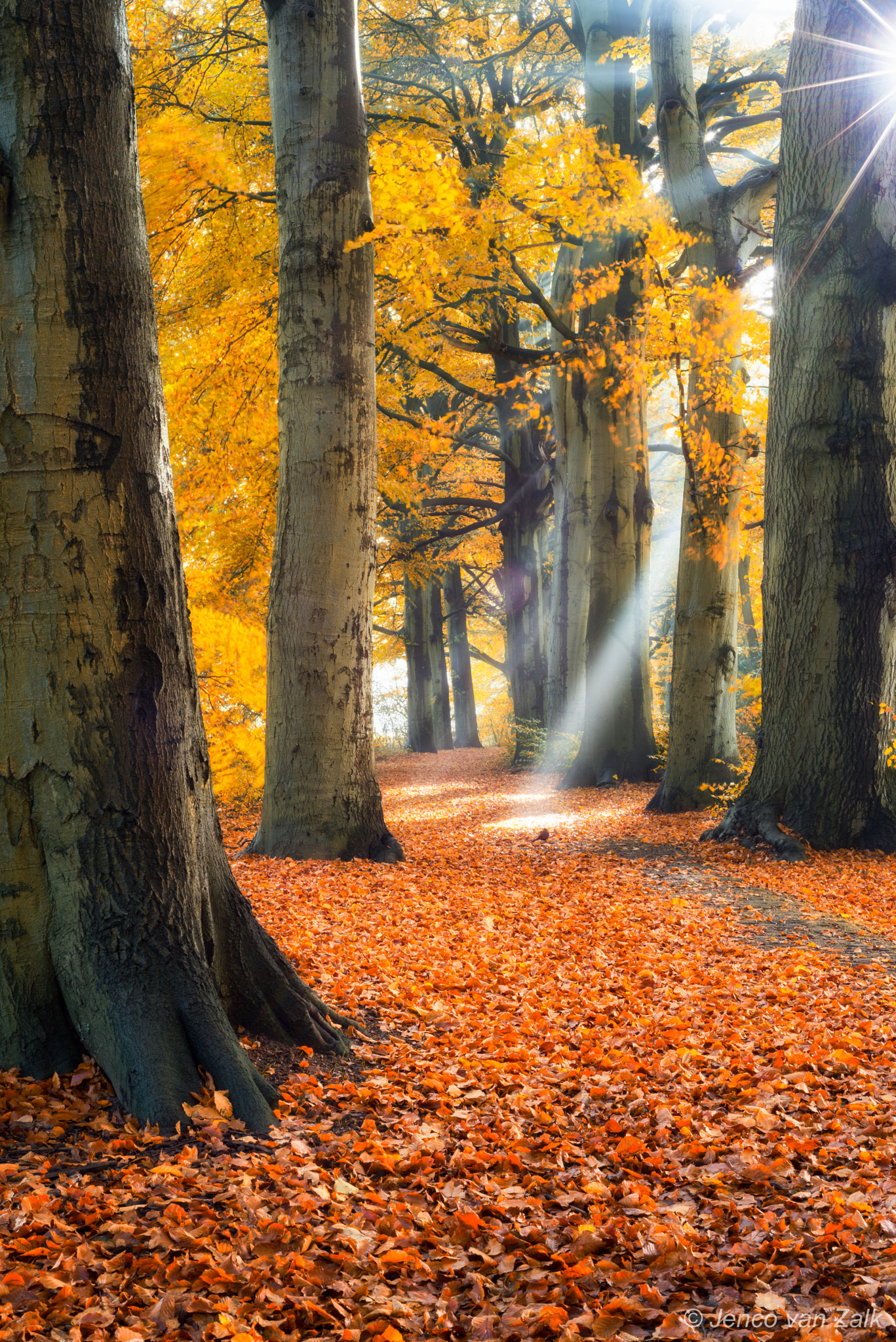 Nikon D800E + AF Nikkor 50mm f/1.8 sample photo. Autumn light photography