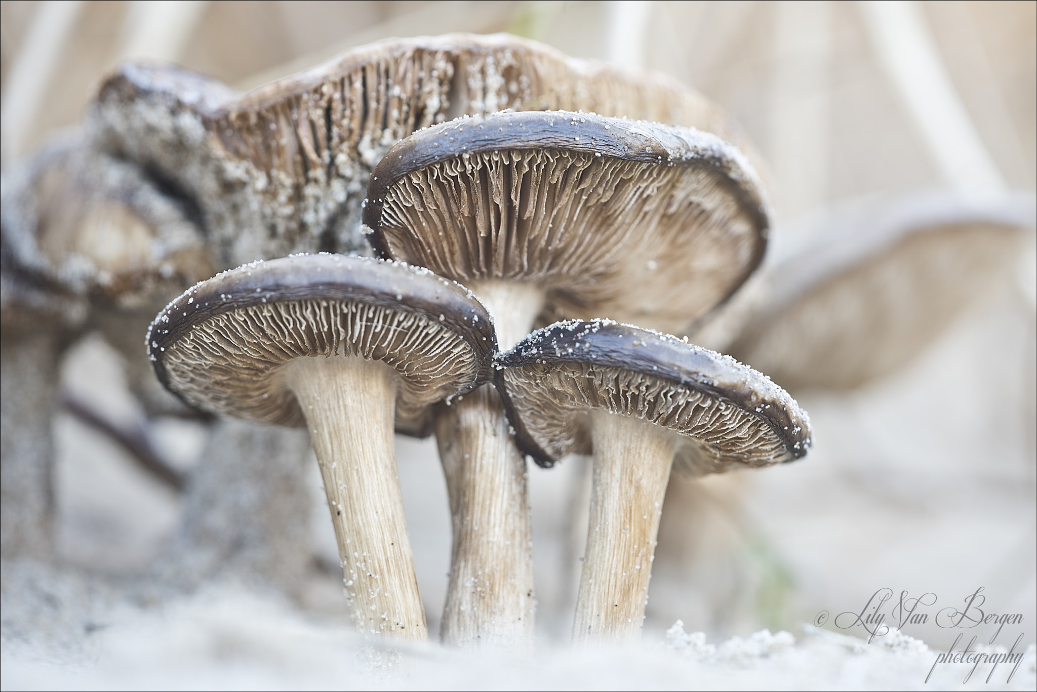 Nikon D810 + Sigma 150mm F2.8 EX DG Macro HSM sample photo. Mushrooms at the beach! photography