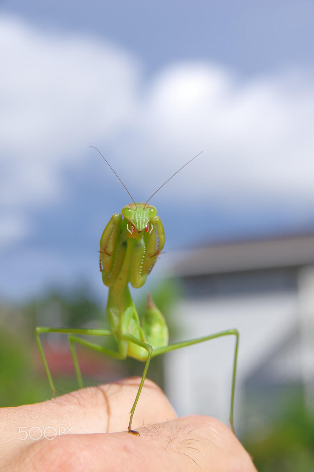 Pentax K-3 II sample photo. Mantis on my fist photography