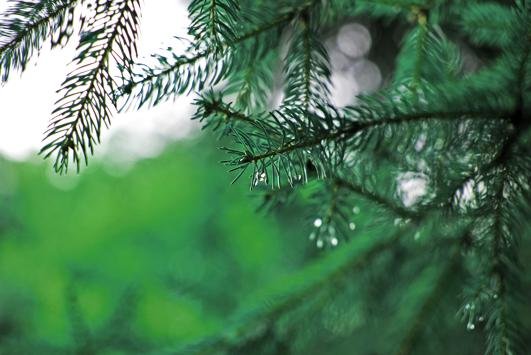 Nikon D60 + Nikon AF-S DX Nikkor 35mm F1.8G sample photo. Rain drop photography