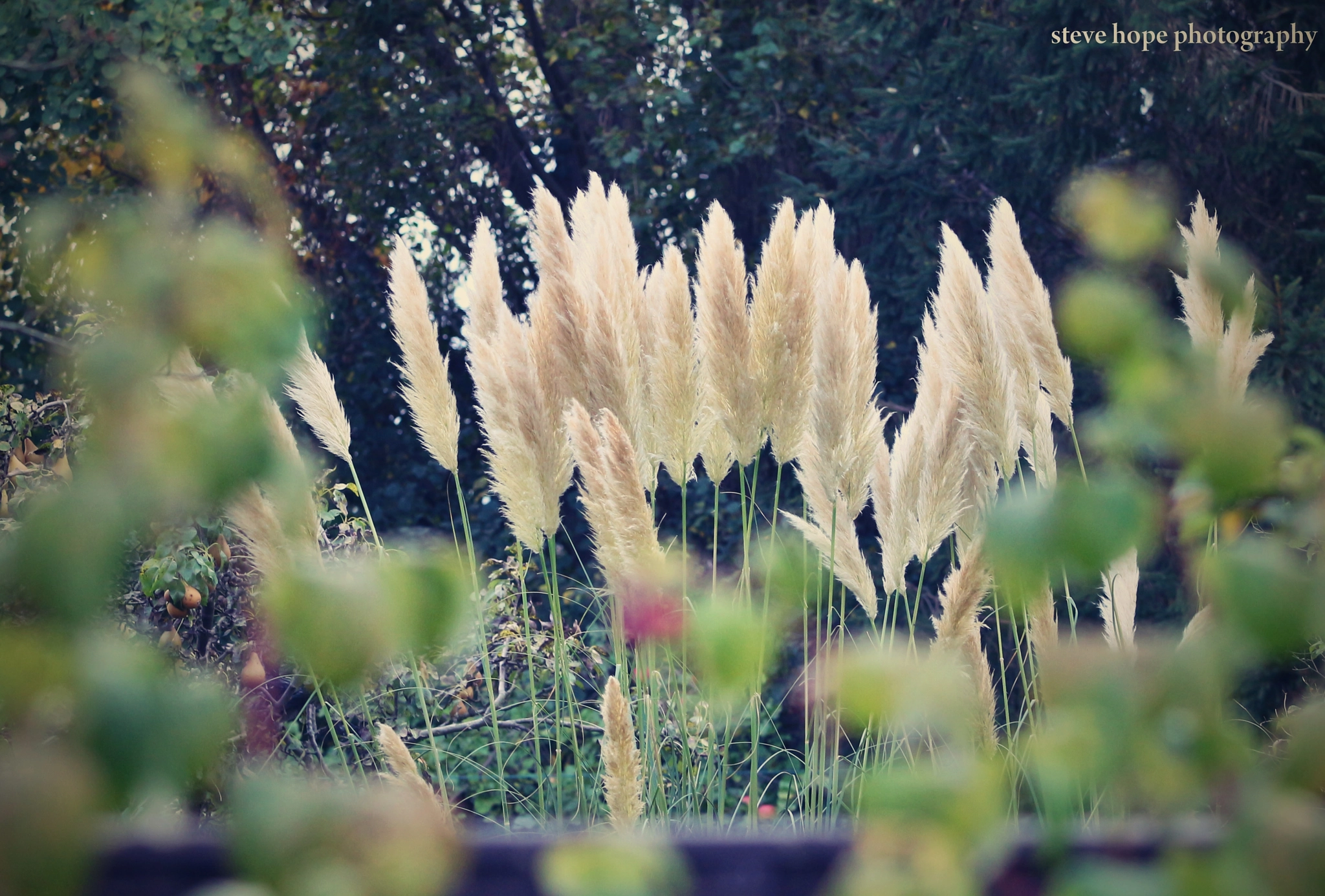 Canon EF 70-200mm F2.8L USM sample photo. Lincolnshire garden  photography