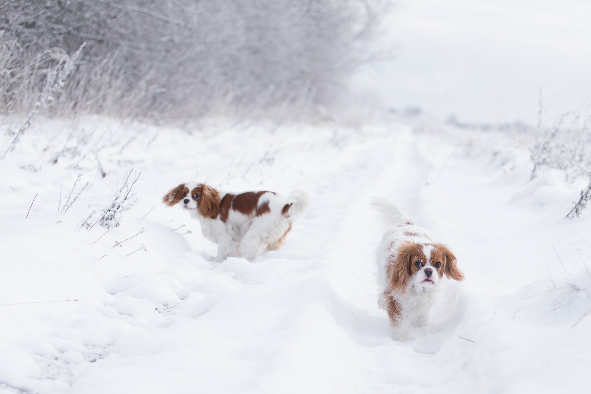 Canon EOS 6D sample photo. Lily & lulu photography