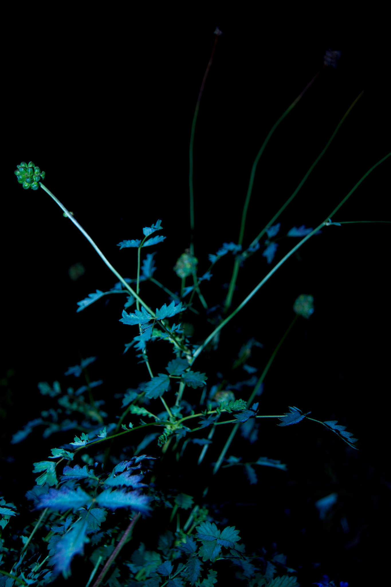 Sony Alpha DSLR-A500 + Sony DT 18-55mm F3.5-5.6 SAM sample photo. Plant photography