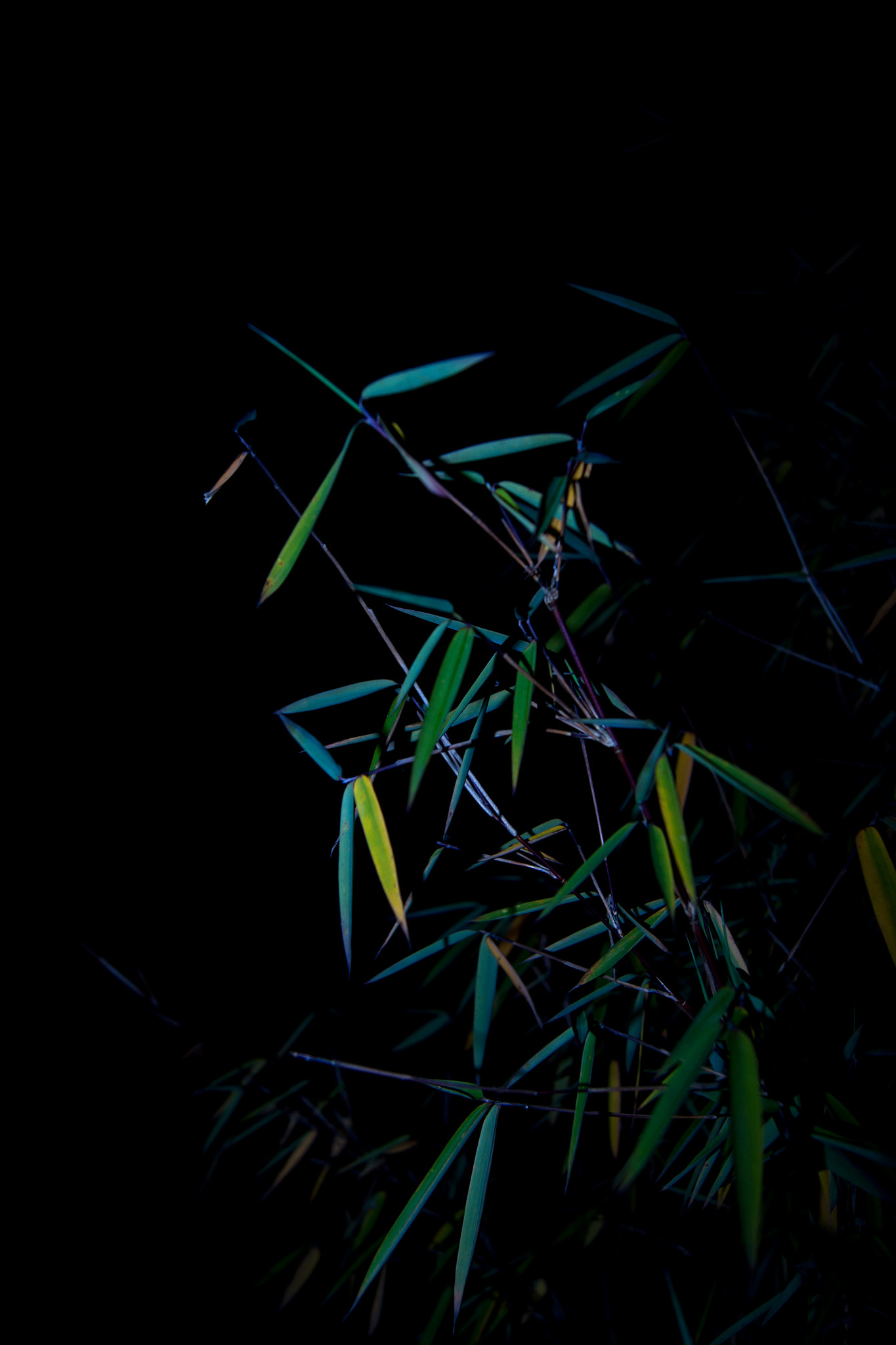 Sony Alpha DSLR-A500 sample photo. Bamboo at night photography