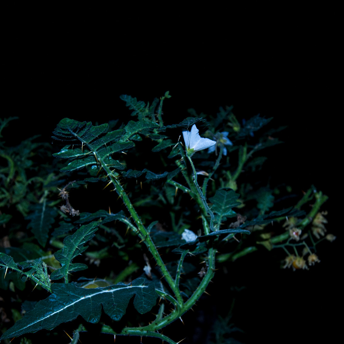 Sony Alpha DSLR-A500 + Sony DT 18-55mm F3.5-5.6 SAM sample photo. Physalis at night photography