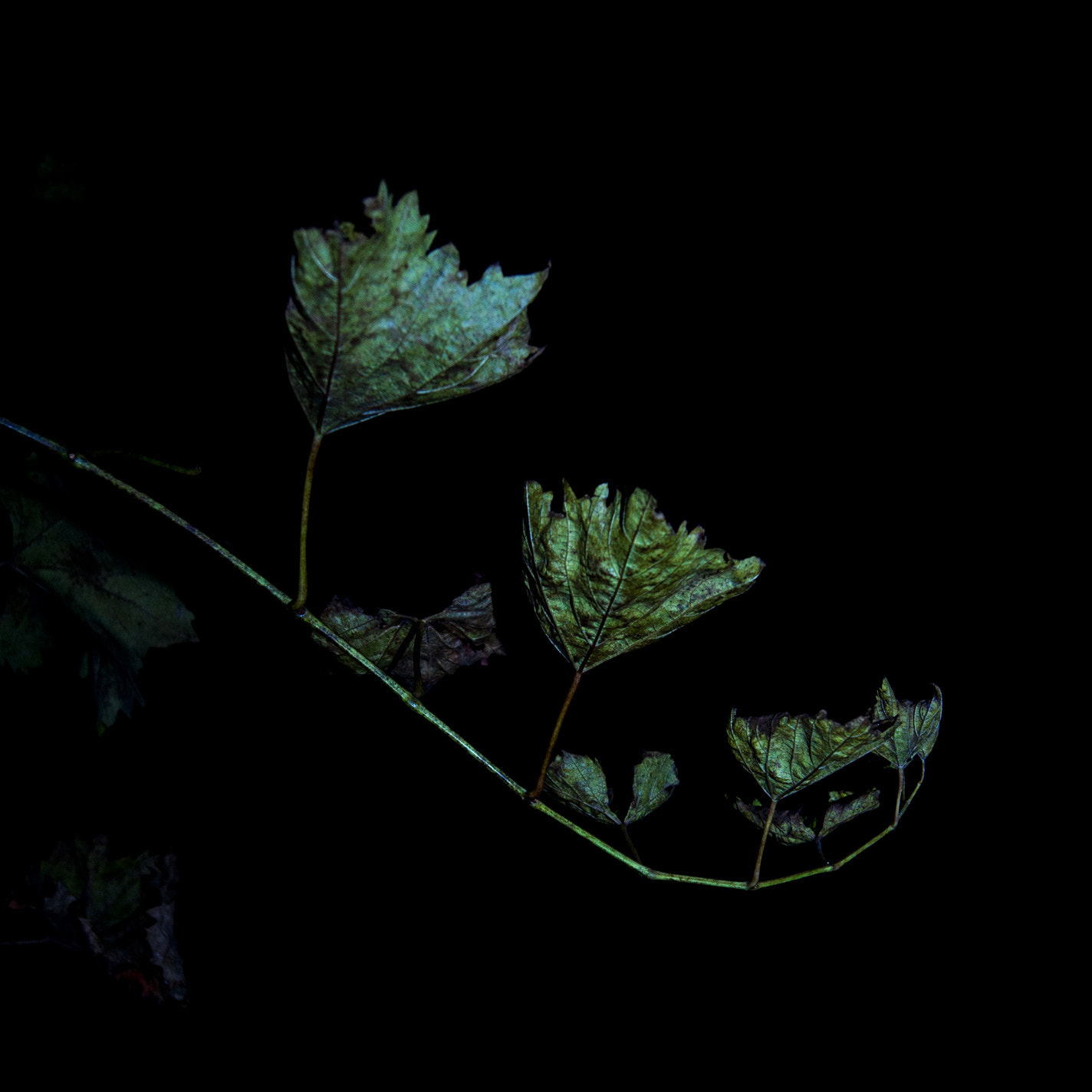Sony Alpha DSLR-A500 sample photo. Wine leafs at night photography