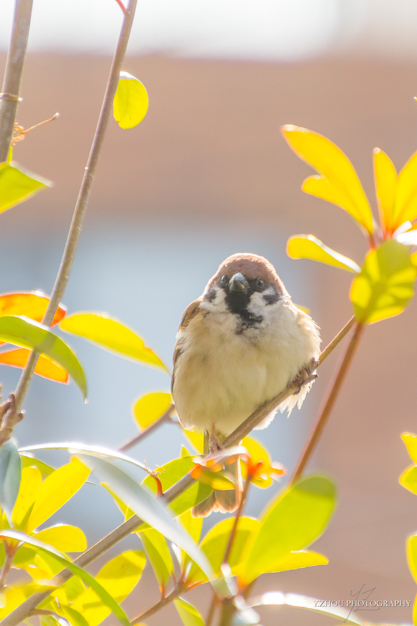 Canon EOS 60D sample photo. Sparrow photography