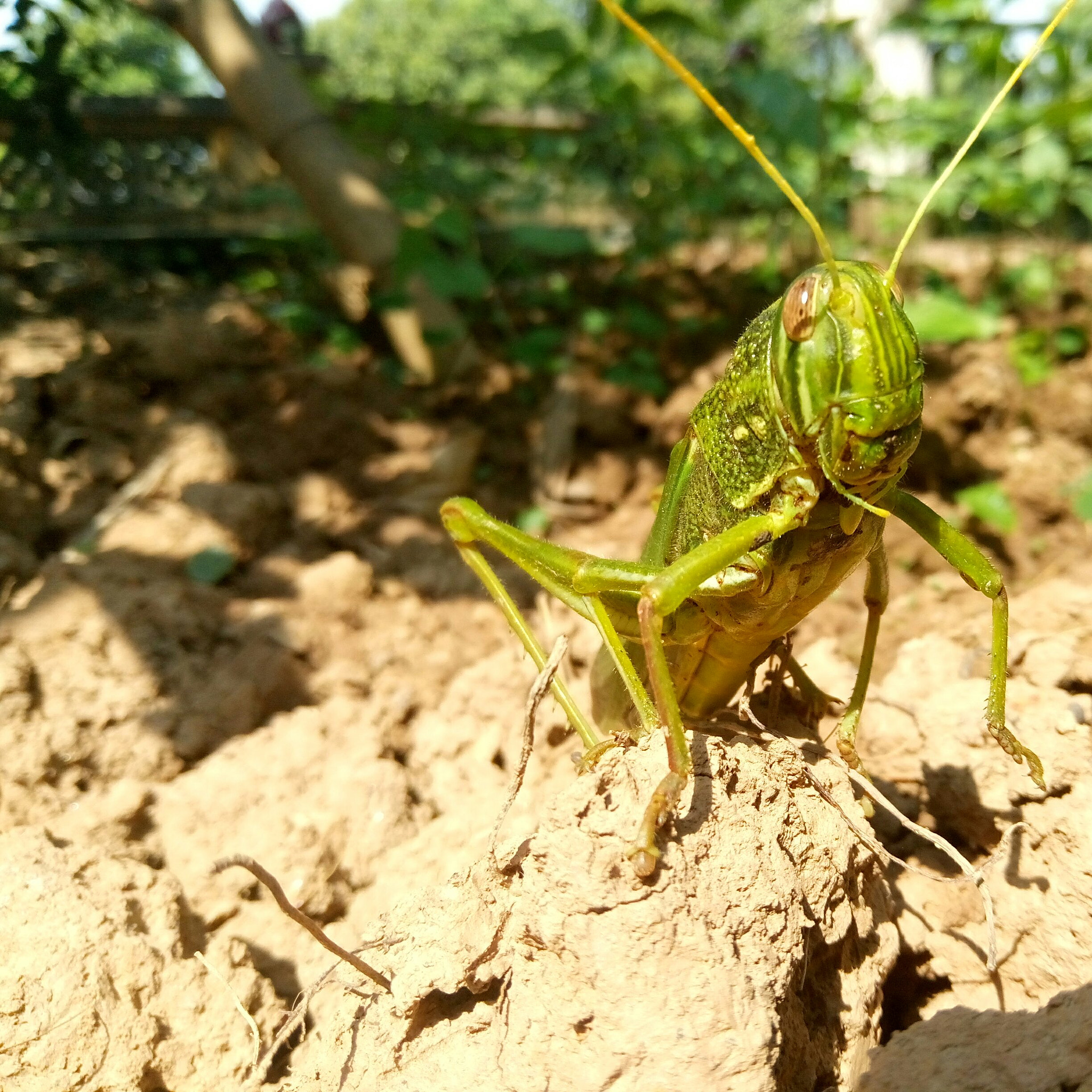 Meizu M3s sample photo. Look at me!!!! photography