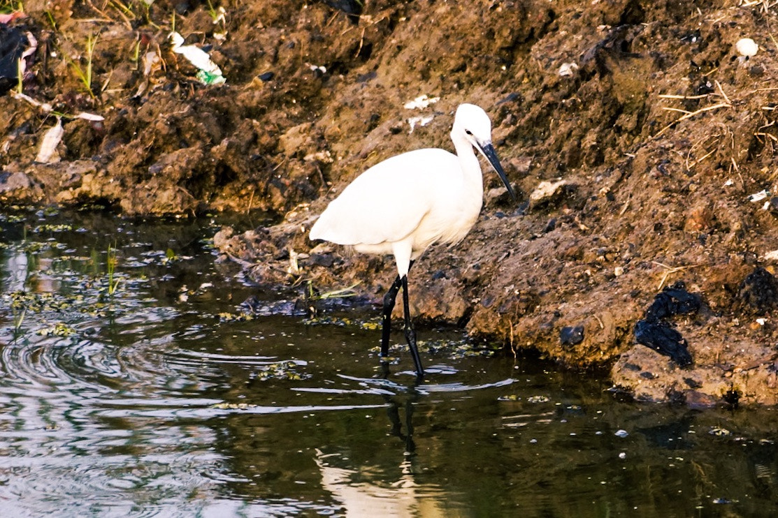 Sony SLT-A58 sample photo. Egret photography