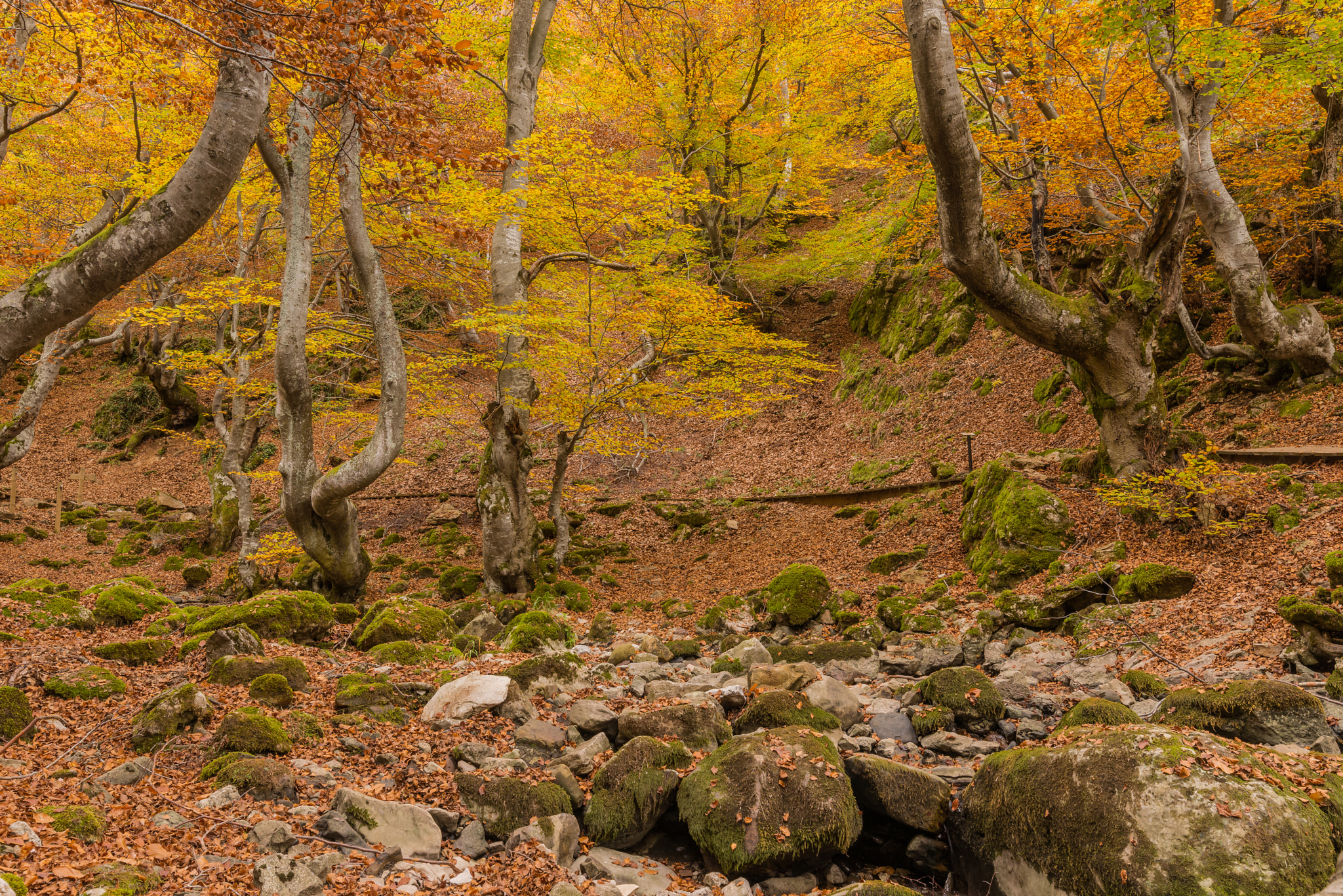 Tamron SP 15-30mm F2.8 Di VC USD sample photo. Otoño en el faedo de ciñera iii photography