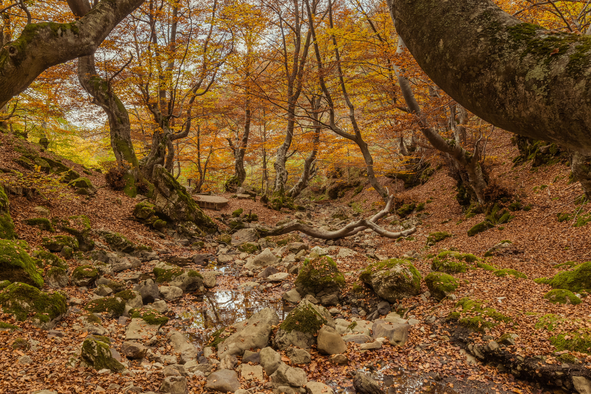 Tamron SP 15-30mm F2.8 Di VC USD sample photo. Otoño en el faedo de ciñera iv photography
