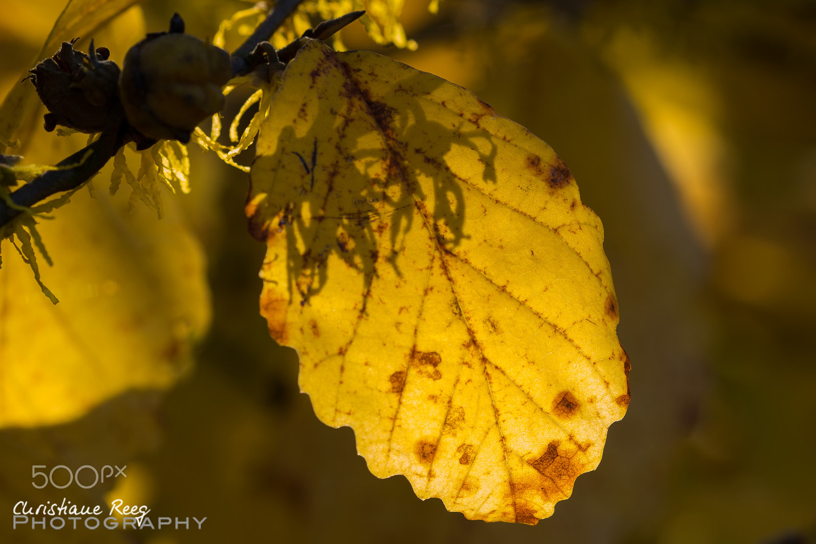 Sigma 105mm F2.8 EX DG OS HSM sample photo. Autumn light photography