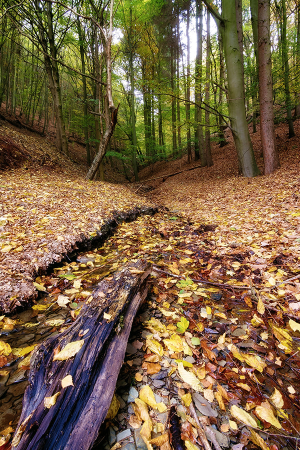 Tokina AT-X Pro 11-16mm F2.8 DX sample photo. Forest photography