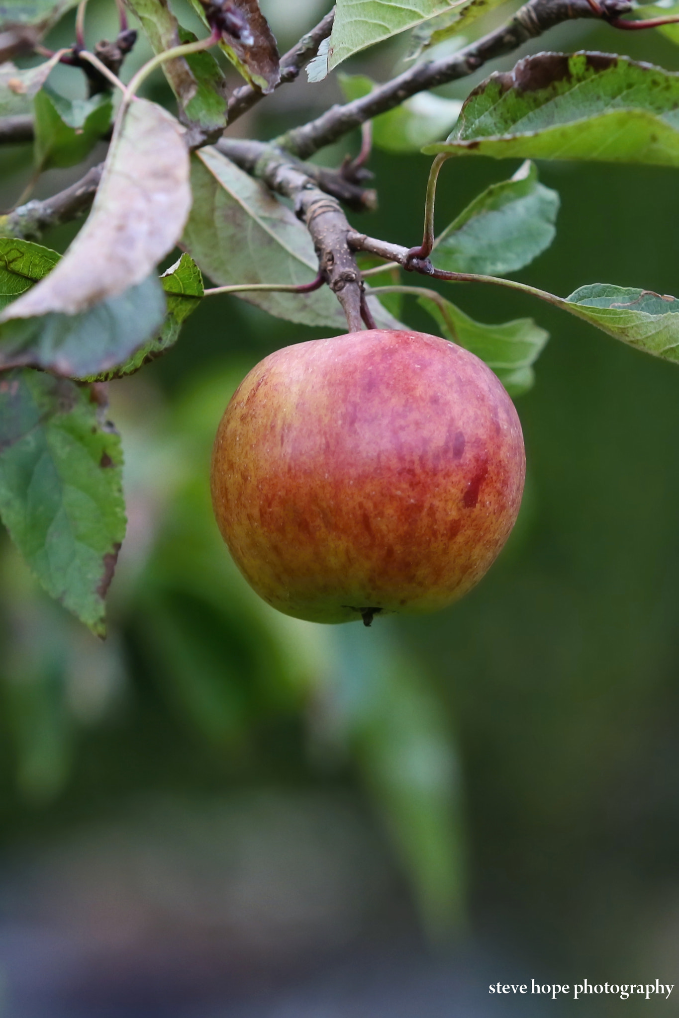 Canon EF 70-200mm F2.8L USM sample photo. Lincolnshire garden apple photography