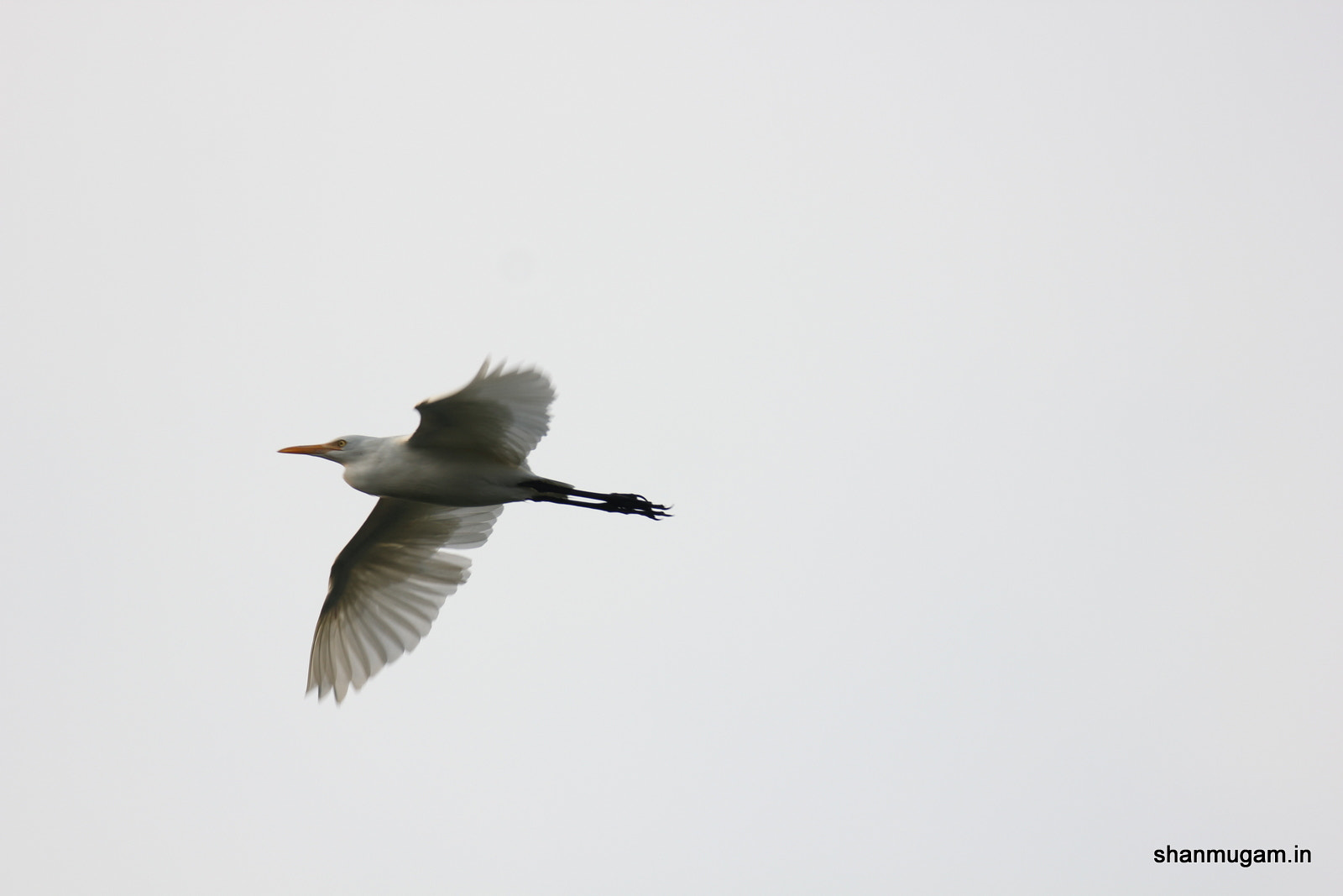 Tamron SP 150-600mm F5-6.3 Di VC USD sample photo. Hero flying photography