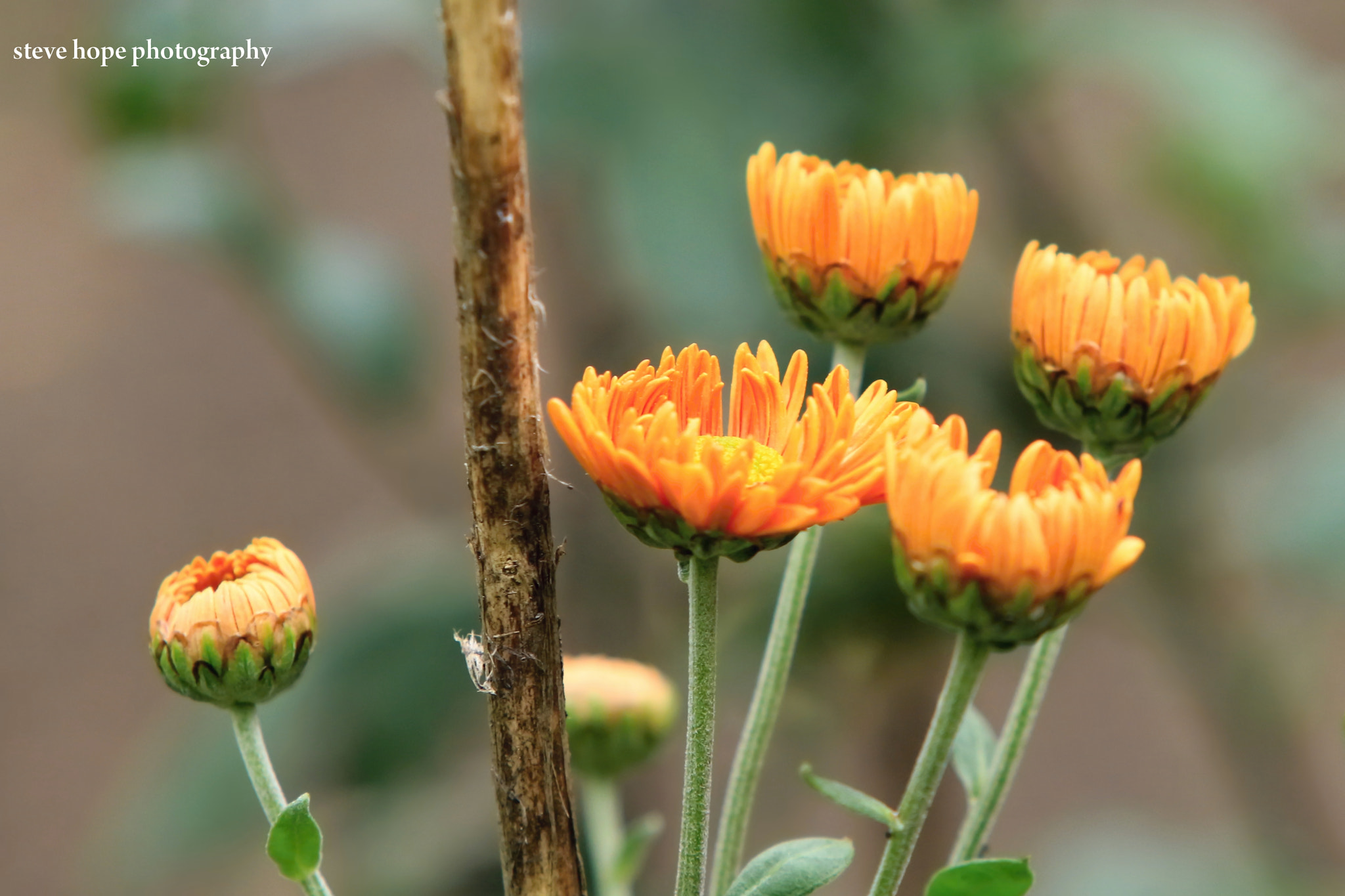 Canon EF 70-200mm F2.8L USM sample photo. Lincolnshire garden  photography