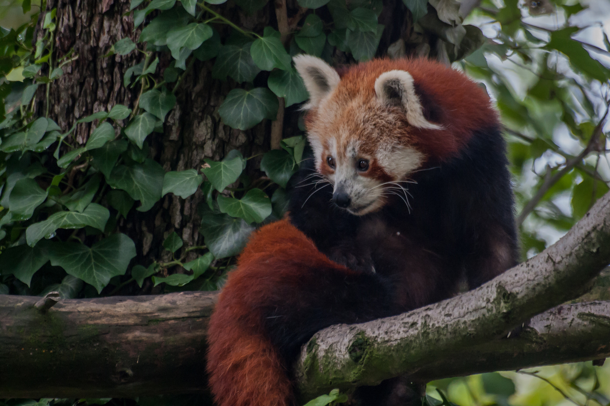 Canon EOS 40D + Sigma 50-200mm F4-5.6 DC OS HSM sample photo. Red panda photography