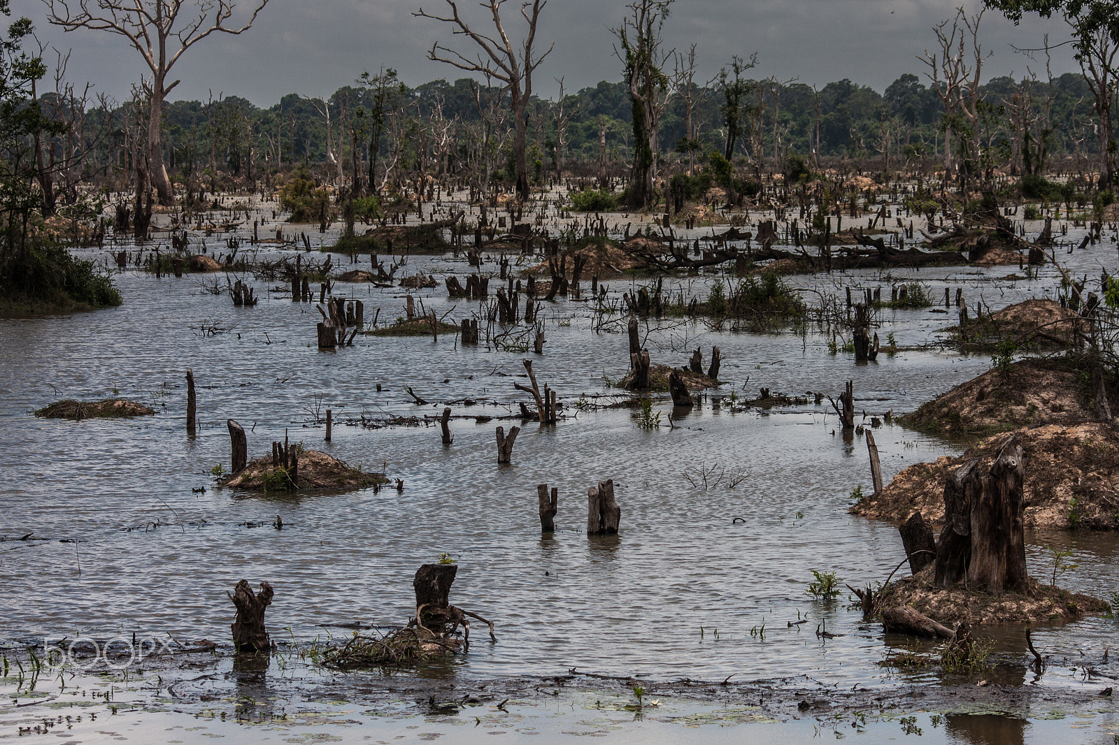 Canon EOS 40D sample photo. Cambodian swamp photography