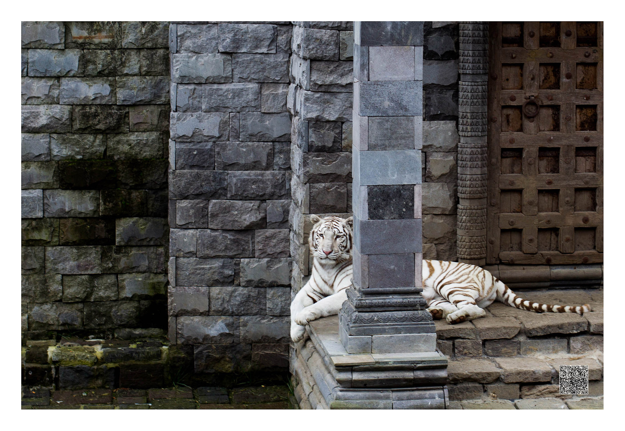 Canon EOS-1D Mark IV sample photo. Le gros chat gardait la porte photography