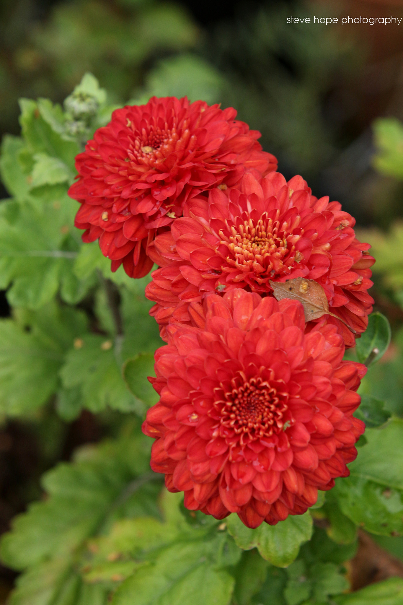 Canon EF 70-200mm F2.8L USM sample photo. Lincolnshire garden  photography