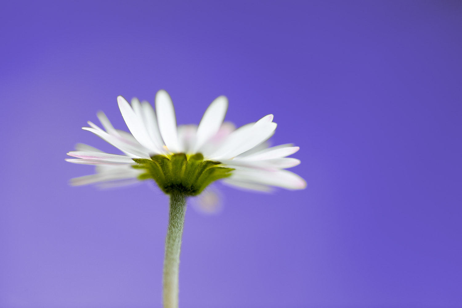 Canon EF 180mm F3.5L Macro USM sample photo. White leaves photography