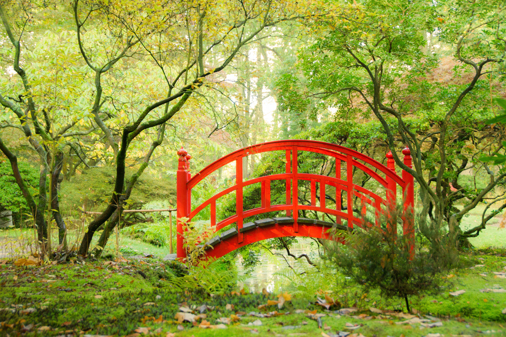 Sony Alpha DSLR-A550 + Tamron AF 28-105mm F4-5.6 [IF] sample photo. Japanese garden photography